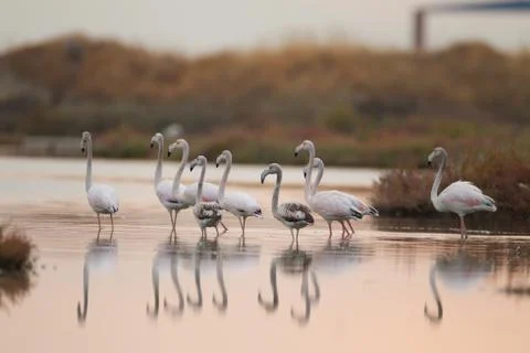 Flamingos Stock Photos