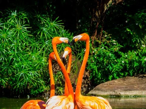 Flamingos Stock Photos