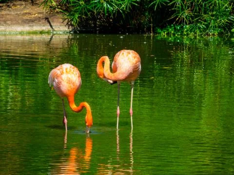 Flamingos Stock Photos