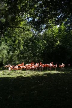 Flamingos Stock Photos