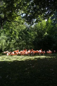 Flamingos Stock Photos