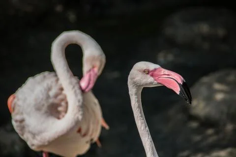 Flamingos Stock-Fotos