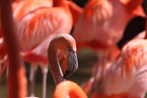 Flamingos 库存照片