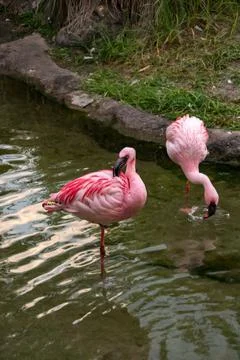 Flamingos Foto stock