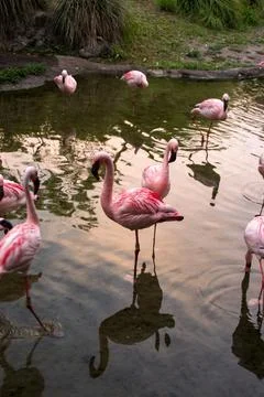 Flamingos Stock Photos