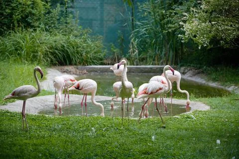 Flamingos Stock Photos