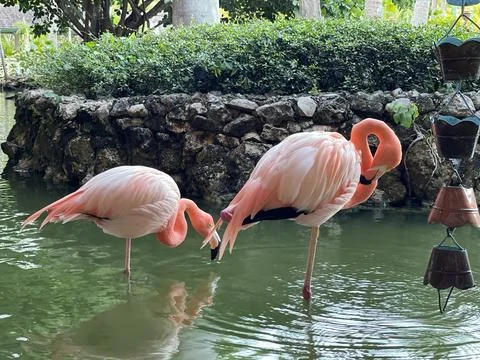 Flamingos Stock Photos