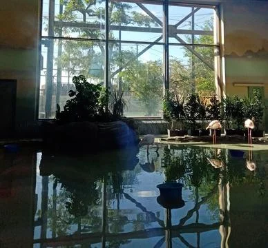 Flamingos Stock Photos