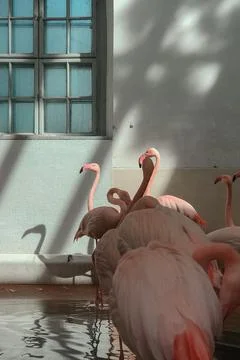 Flamingos 写真素材