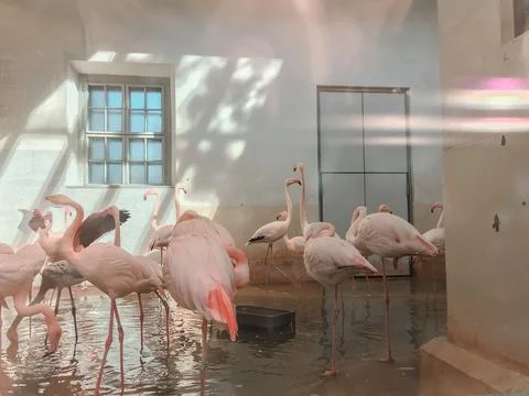 Flamingos 写真素材