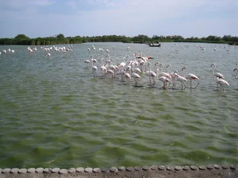Flamingos Stock Photos