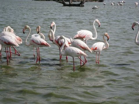 Flamingos Stock Photos