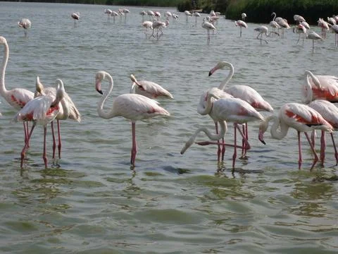 Flamingos Stock Photos
