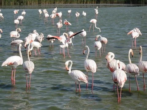 Flamingos Stock Photos