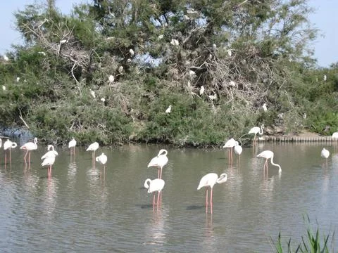 Flamingos Stock Photos