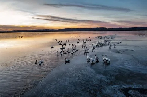 The flamingo's 스톡 사진