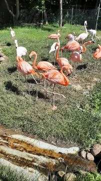 Flamingos Fotos de archivo