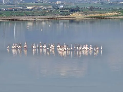 Flamingos Stock Photos