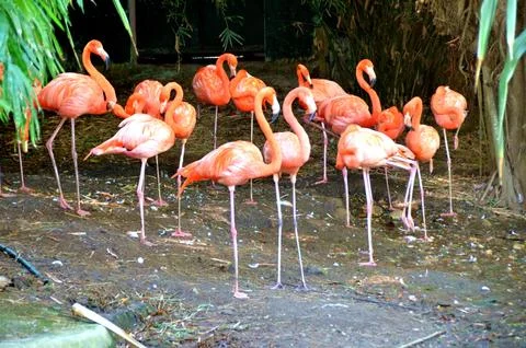 Flamingos Stock Photos