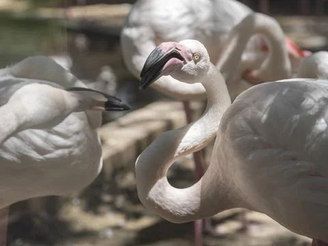 Flamingos Stock Photos