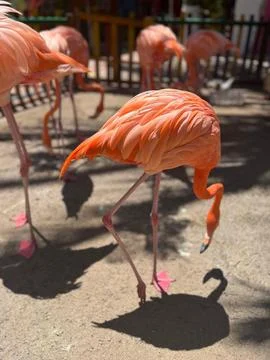 Flamingos Stock Photos
