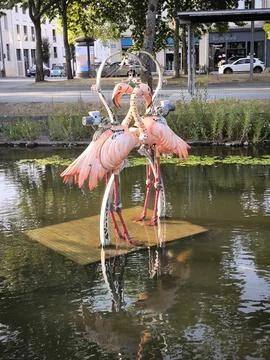 Flamingos Stock Photos