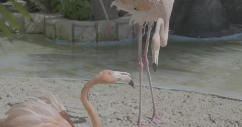 Flamingos Playing with Eachother Stock Footage 168437271