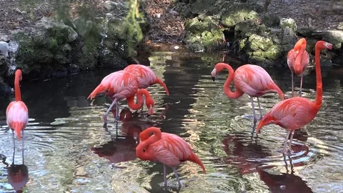Flamingos in the pond 4K Stock Footage 83943429