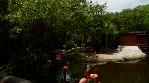 Flamingos in pond Stock Footage 54593095