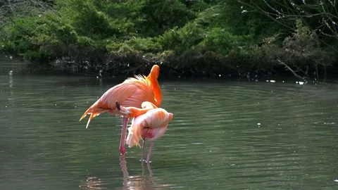 Flamingos in a pond Stock Footage 117485424