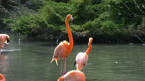 Flamingos in a pond Stock Footage 117486551