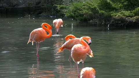 Flamingos in a pond Stock Footage 117538512