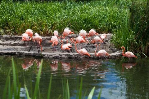 Flamingos on the pond Stock Photos