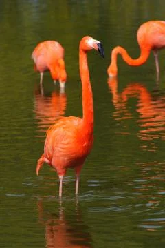 Flamingos in a pool Stock Photos
