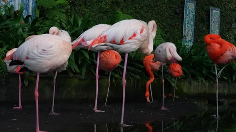 Flamingos preen by tiled wall in public garden, Funchal, Madeira Stock Footage 323022364
