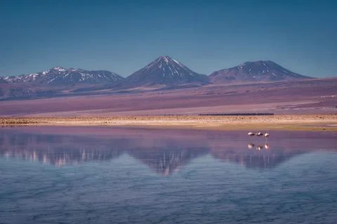 Flamingos reflected in a tranquil lake Stock Photos