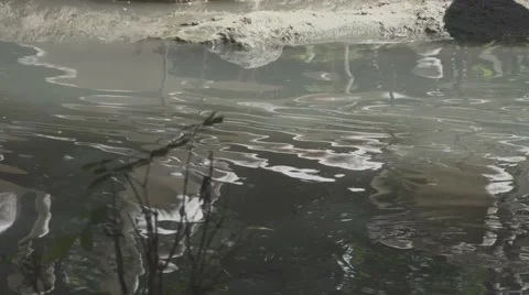Flamingos Reflection In Water Stock Footage 65989933
