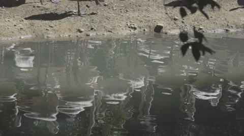 Flamingos Reflection In Water Vídeos de archivo 65990559