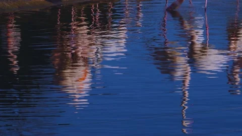  flamingos with reflections Stock Footage 145258398