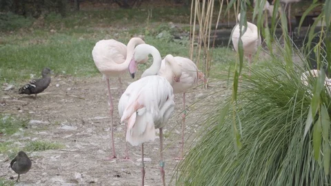 Flamingos rest and eat in Prague's zoo Stock Footage 100745829