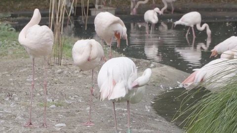 Flamingos rest and eat in the shallow waters of a small pond in Prague's zoo Stock Footage 100745998