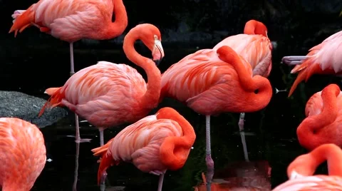 Flamingos, rest and feed on small lake at the zoo 53204431