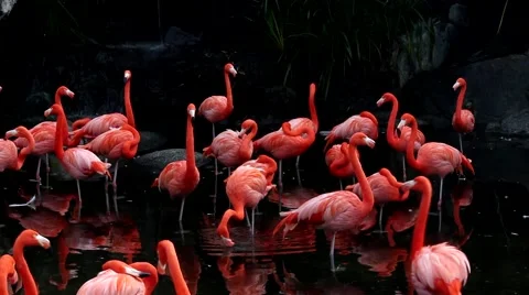Flamingos, rest and feed on small lake at the zoo Stock Footage 53707250