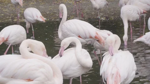 Flamingos rest and walk in the shallow waters of a small pond in Prague's zoo Stock Footage 100744779