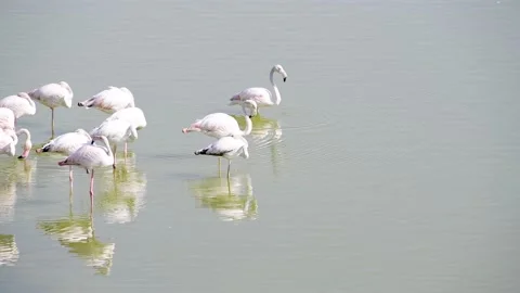 Flamingos Resting and Sunbathing in Middle Eastern Lake Video stock 197371809