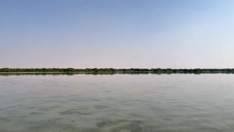 Flamingos resting in the mangroves Stock-Footage 167718016