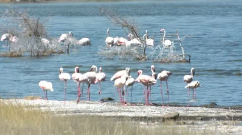 Flamingos resting in water Stock Footage 22250994