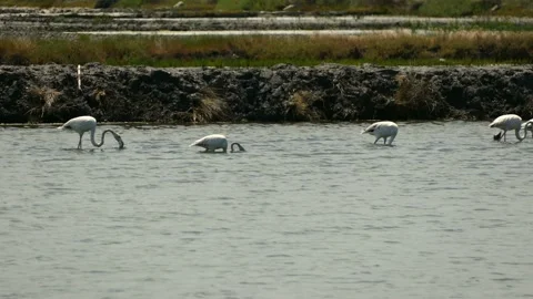 Flamingos in the Ria de Aveiro Stock Footage 165607818