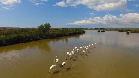 Flamingos on the river Stock Footage 128641884
