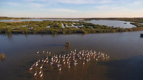 Flamingos in the river Stock Footage 128642055